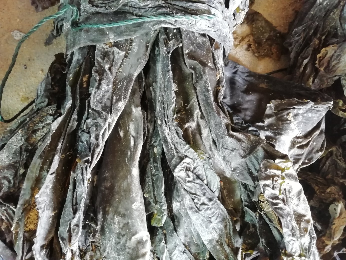 干海带正常与发霉对比图