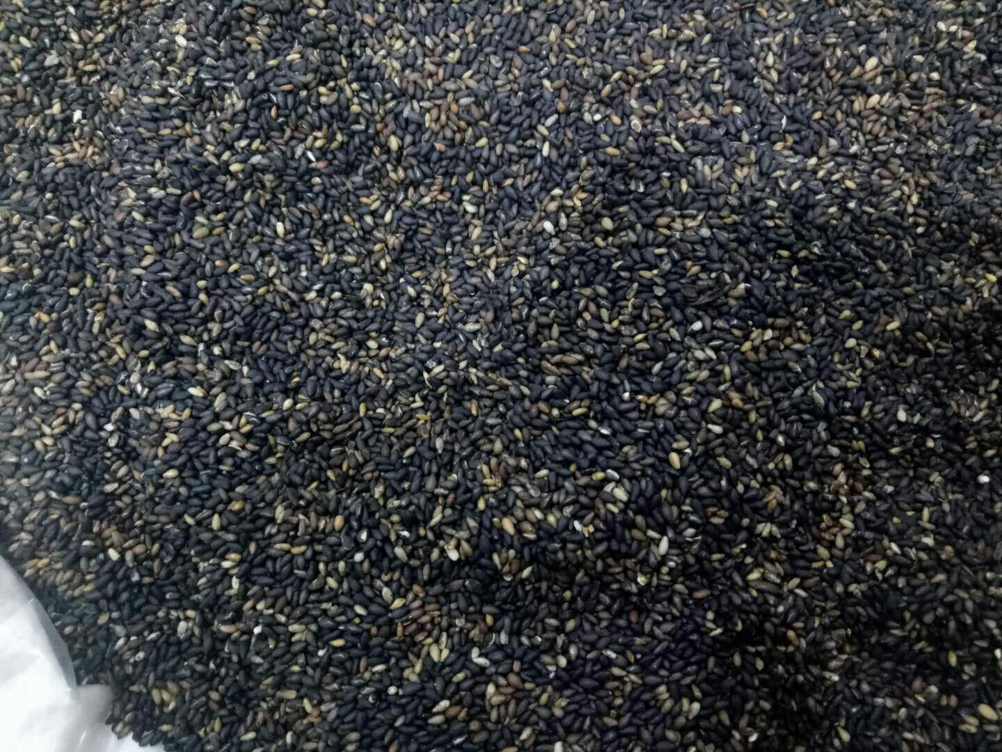 黑芝麻分区域成熟时间对照图