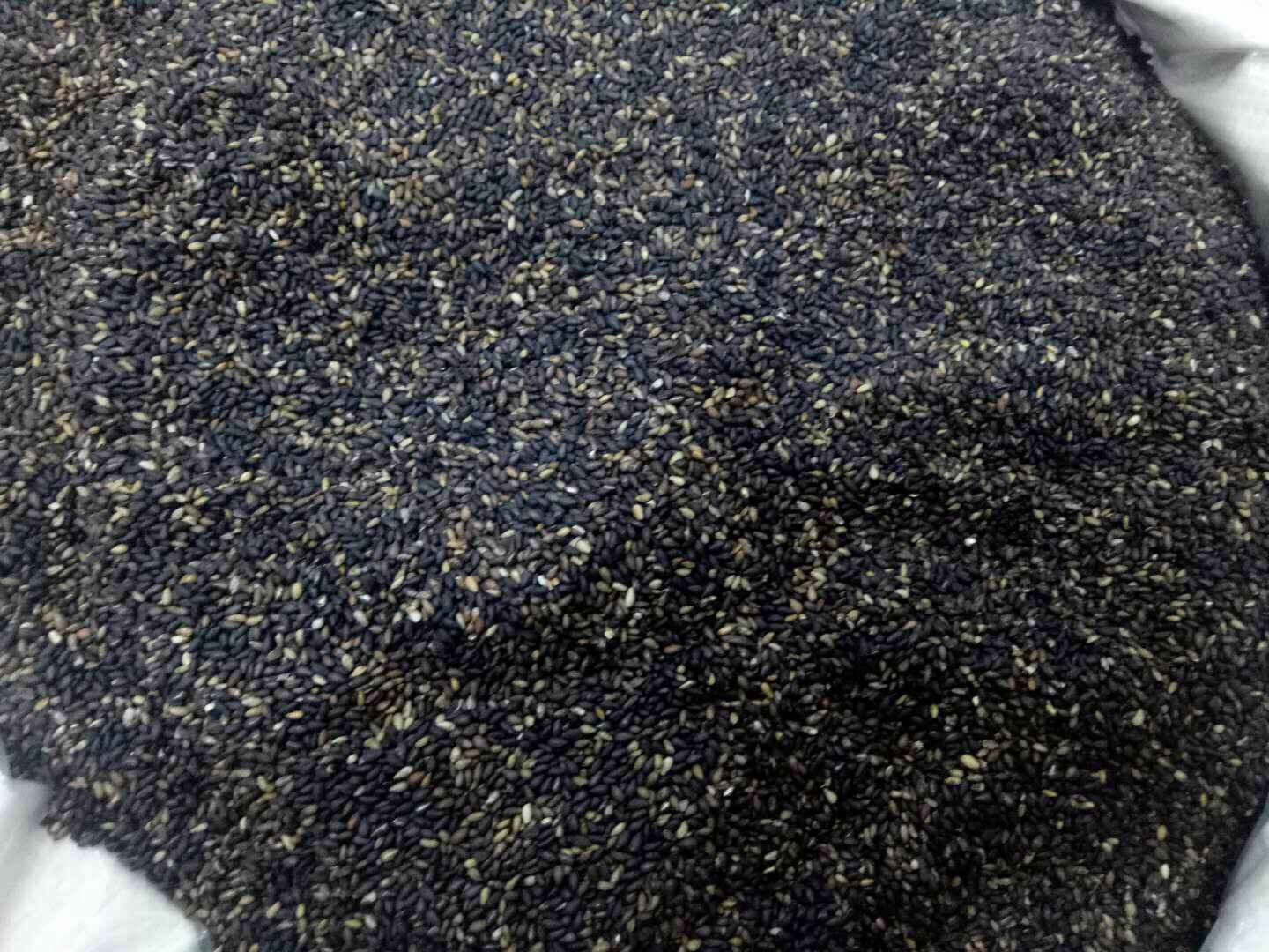 火龙果果肉中的黑色小种子与芝麻对比图