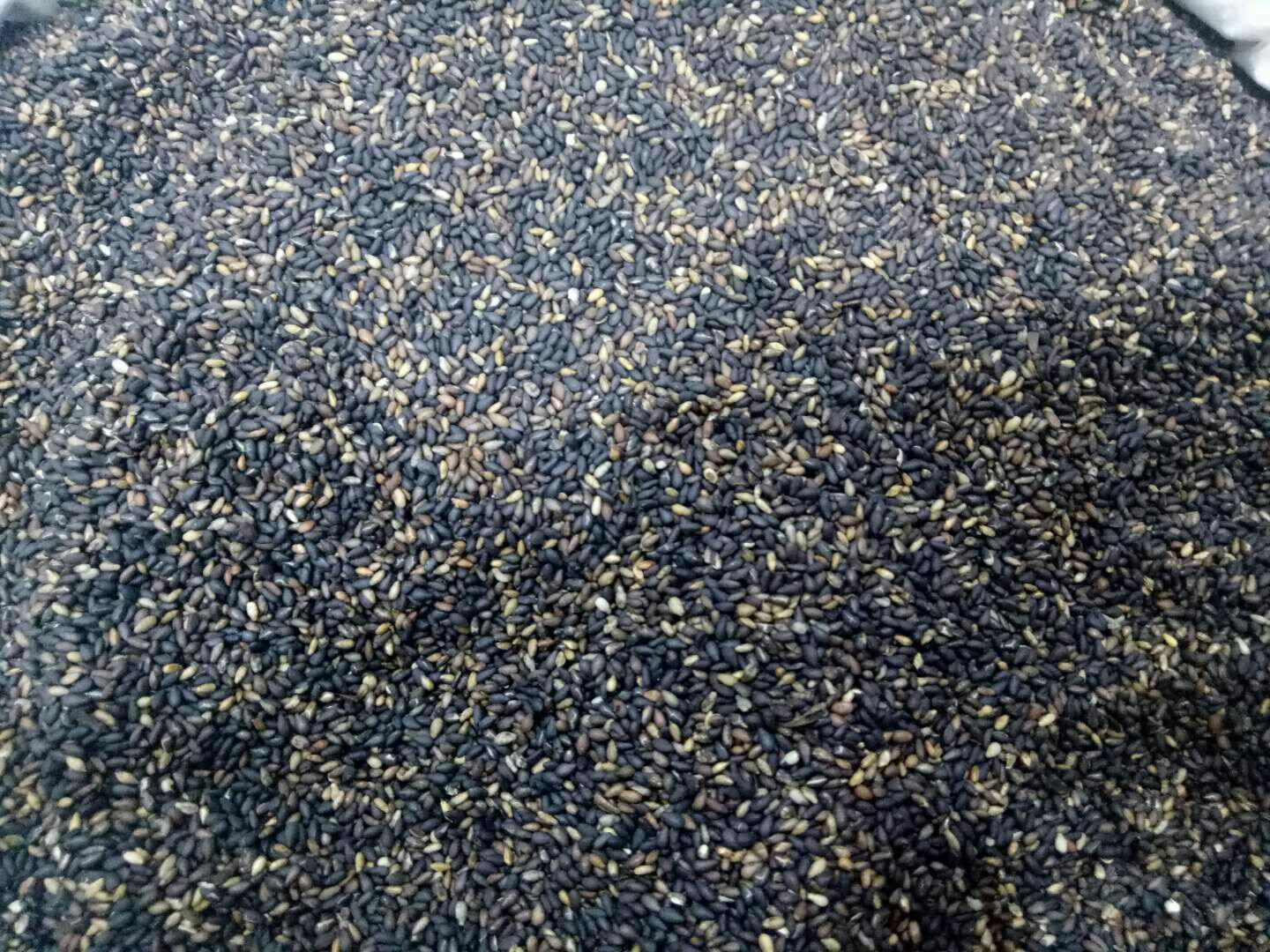 芝麻叶片上的微小黑色害虫特写