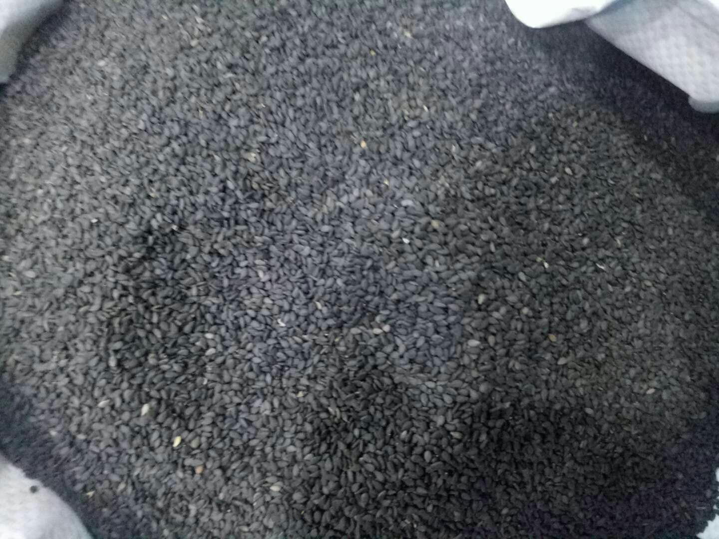 芝麻成熟期蒴果颜色与开裂状态对比图