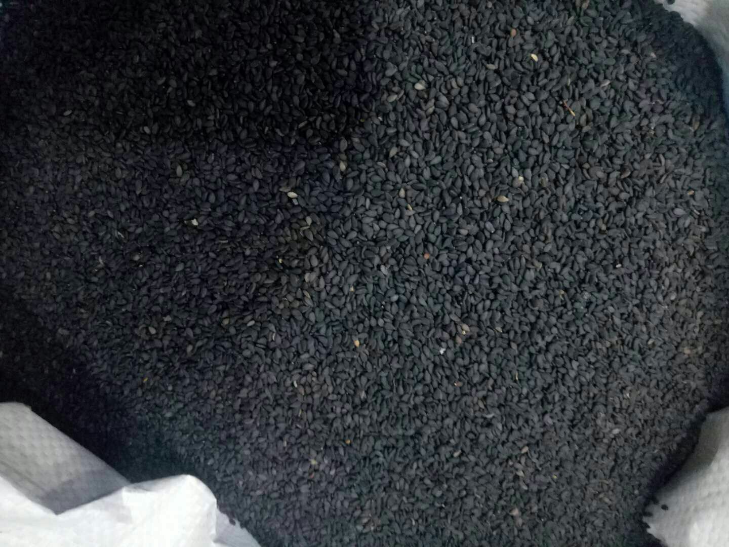 黑芝麻特写