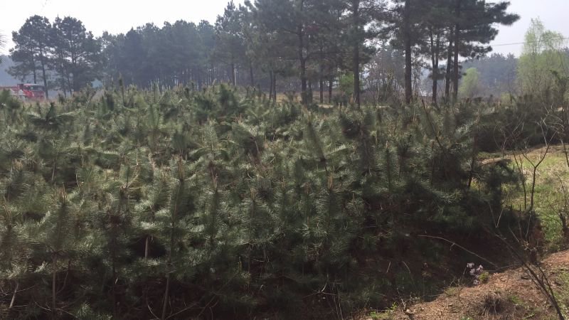 近距离拍摄成熟的油松球果,呈卵圆形,鳞片开裂,露出内部褐色松子;旁边摆放去壳后的松仁,色泽洁白,表面光滑,背景为林间落叶层,体现自然采集场景 油松松果与松子特写