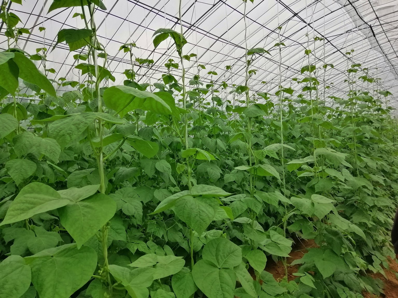 一片长势良好的芸豆田,植株整齐,叶片浓绿肥大,架杆整齐支撑,农民正在田间进行人工除草作业,远处可见悬挂的黄色粘虫板和滴灌设备,体现科学化管理场景 芸豆高产栽培田间管理实景