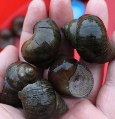 湖北仙桃精品水产淡水厚壳小田螺40个左右一斤可零售可批发