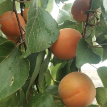 金太阳罐头杏5月20号上市，大量有货，需要的客户提前联系