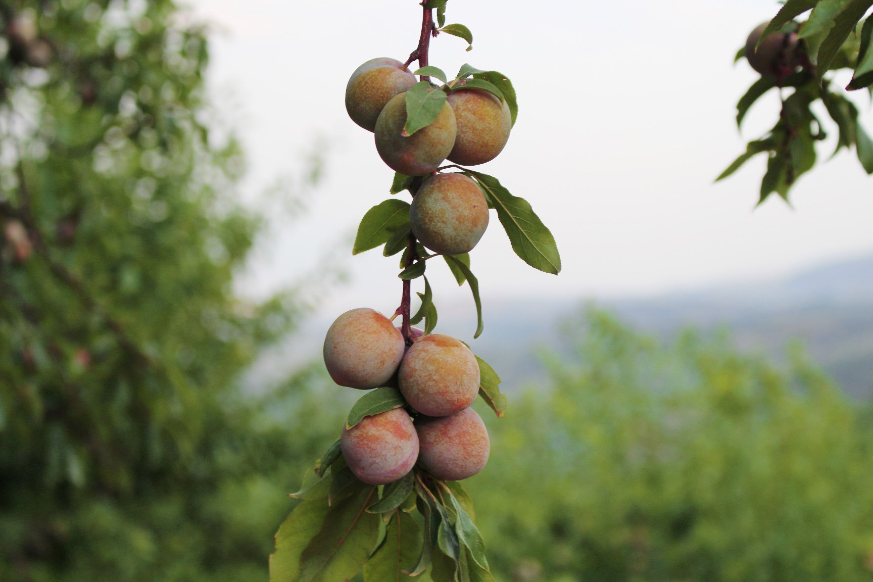 果园工人正在采摘成熟的突围桃,阳光透过树叶洒在果实上 果园采摘场景