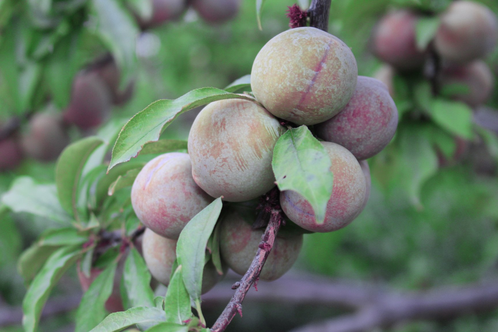 冬季超市货架上的李子