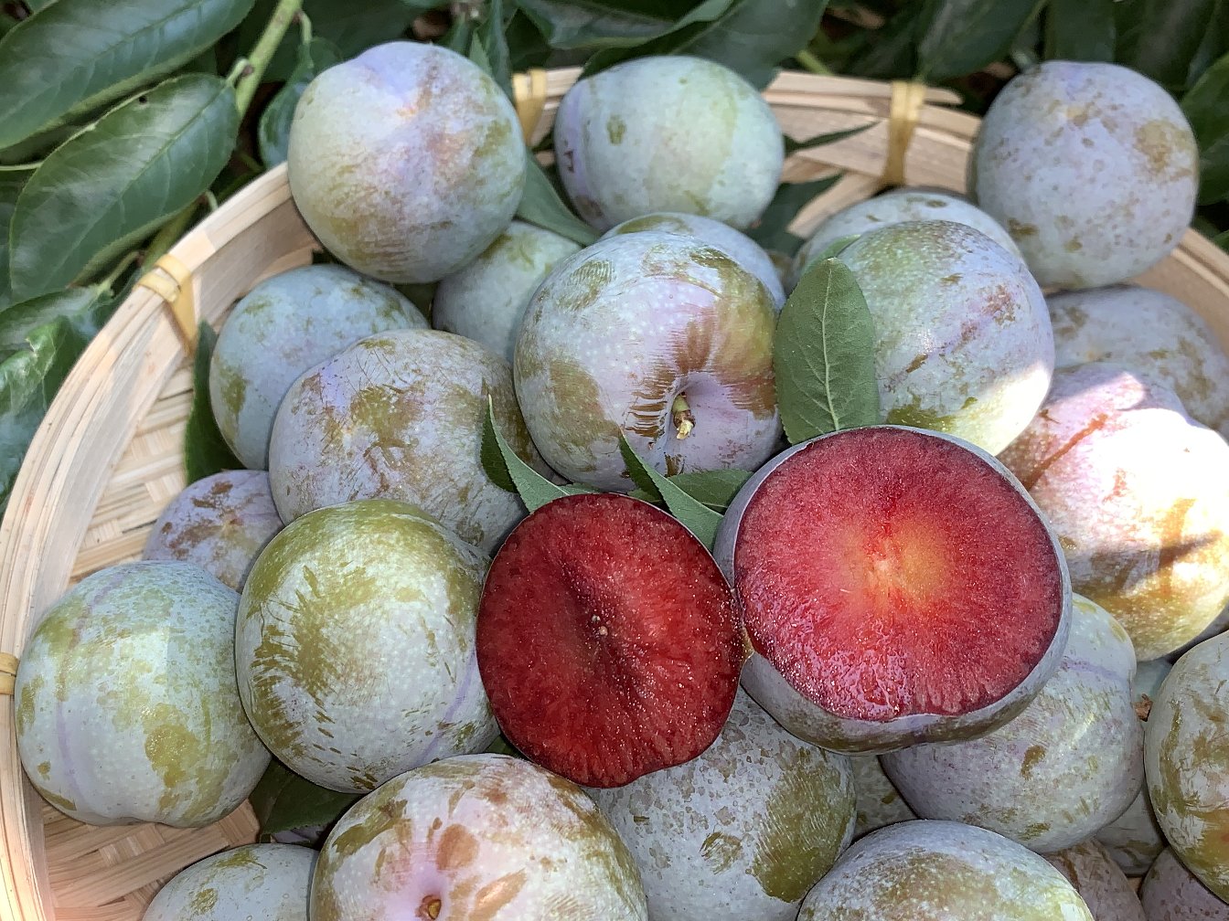 红心布林李子特写