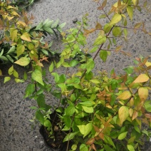 六道木金叶大花六道木
