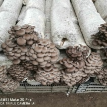 菌包