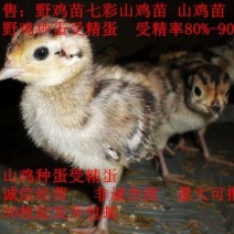 野鸡蛋野鸡种蛋，孵化专用，受精率达百分之九十五。