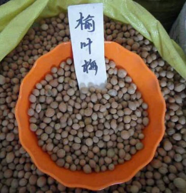 小桃红种子郁李种子辽宁货种子饱满质量杠杠的