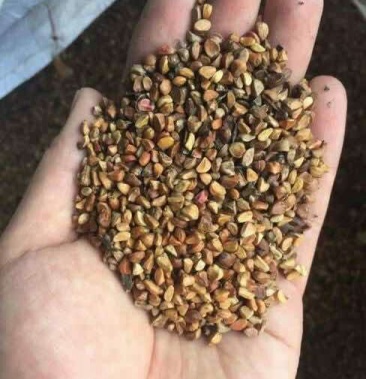 黄刺玫《种子》辽宁产.籽粒饱满.种子个大.苗率好耐寒耐寒