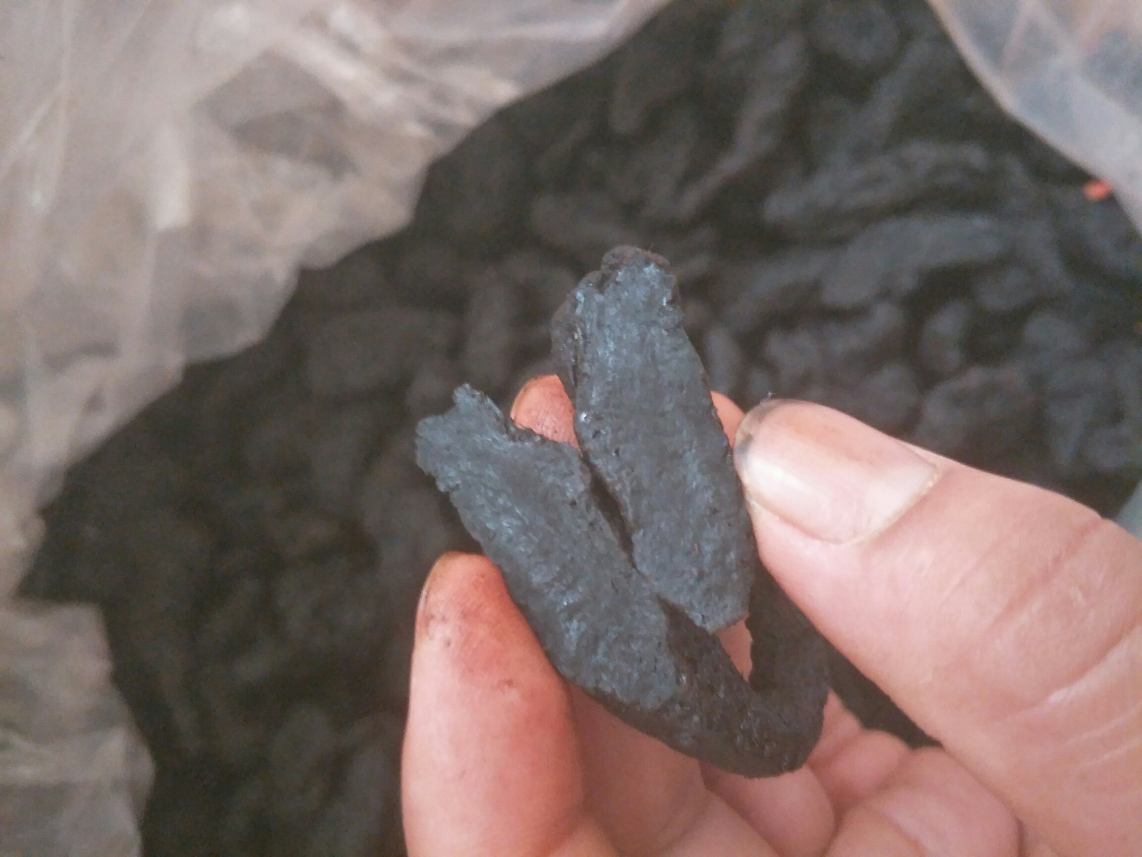 中医师在药房抓取熟地黄