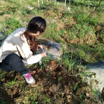 野葱