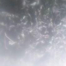 干蒲公英带根