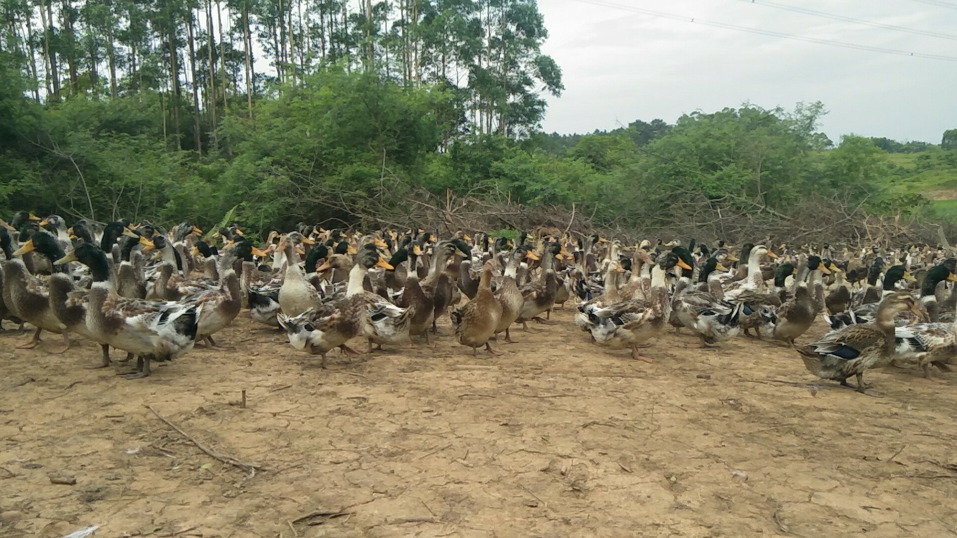 鸭子在受污染水塘中活动