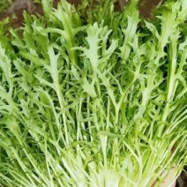 基地直销精品苦苣需要的联系我