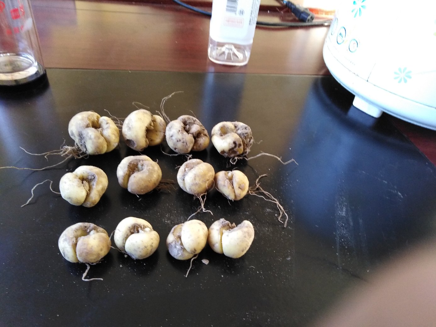 浙贝母原植物及干燥药材特写