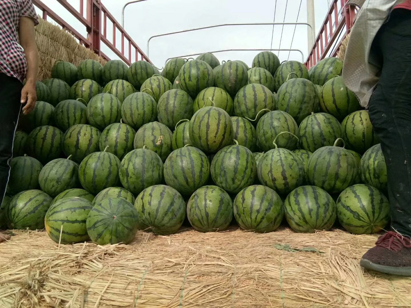 新疆京欣西瓜装箱运输前质检过程