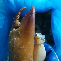 螃蟹钳（腿）