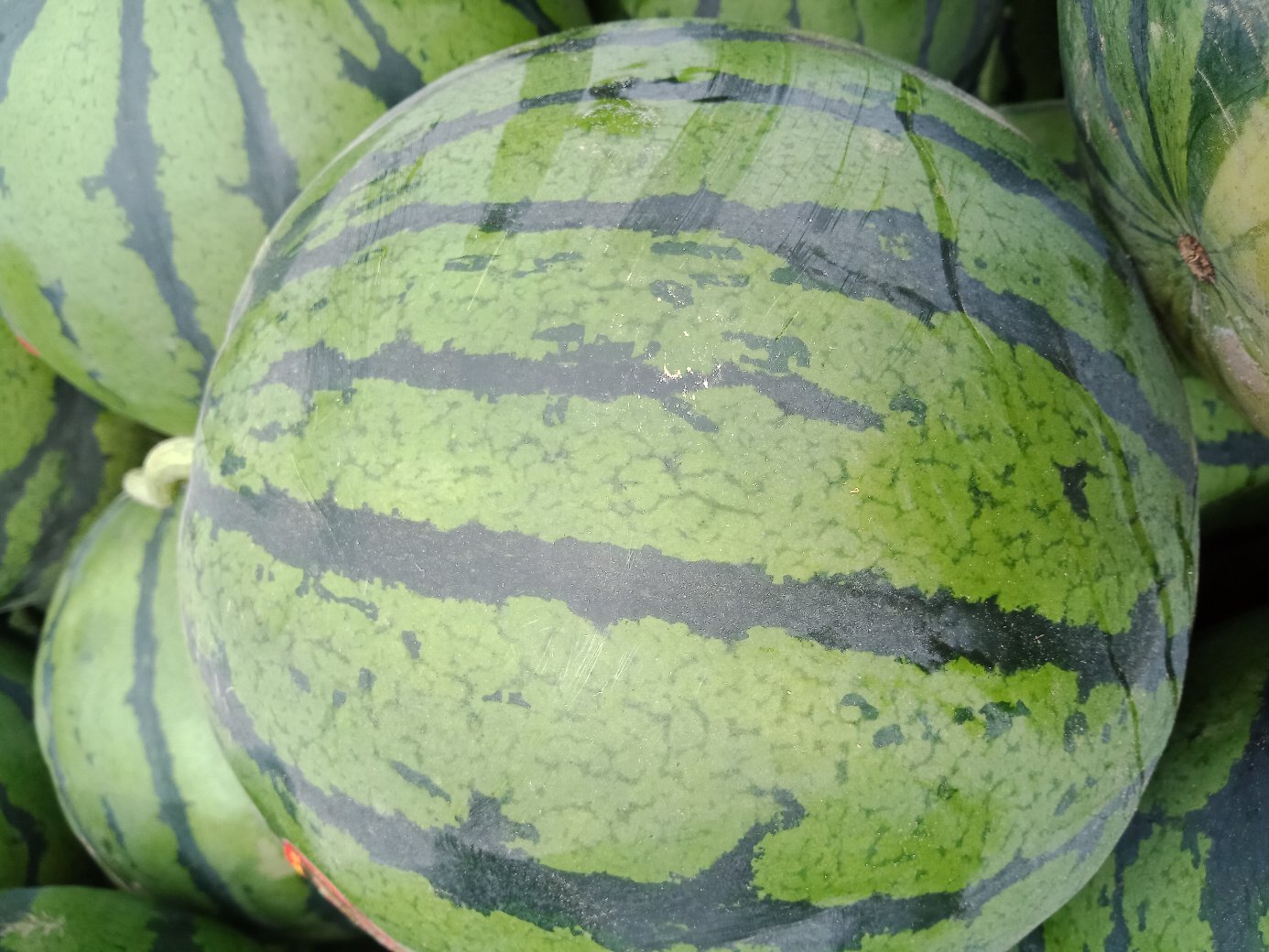 京欣与甜王西瓜并列对比图