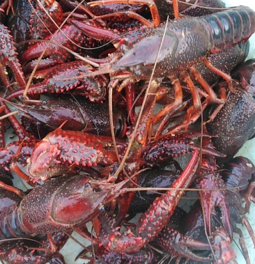 [小龙虾批发]9以上红虾价格28.00元/斤 - 一亩田