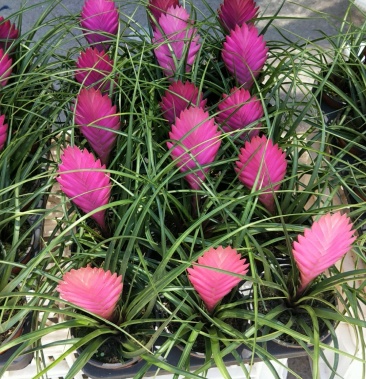 铁兰 铁扇公主 一手货源 量大可议价