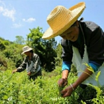纯天然野生藤茶养生茶