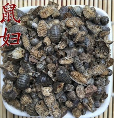 鼠妇供应上千种中药材