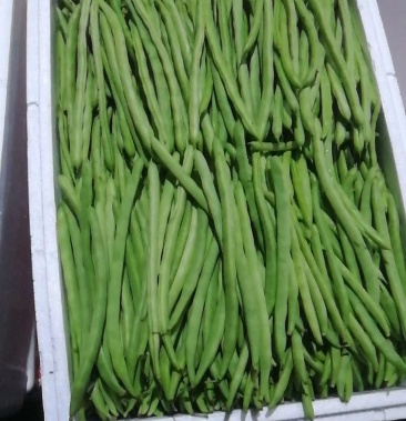 [四季豆批发]四季豆价格11.50元/公斤 - 一亩田
