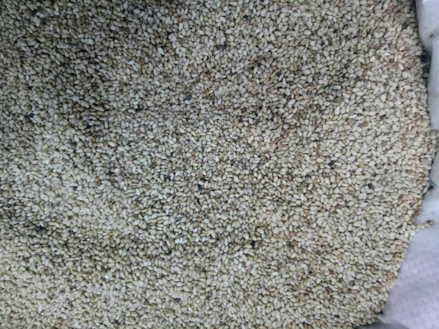 一只手正将一片乳白色山药轻轻按压进铺满白芝麻的瓷盘中,芝麻密集附着于山药表面,镜头聚焦在接触面细节,展现颗粒完整包裹状态,背景虚化 山药片挂芝麻过程特写