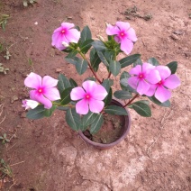 长春花
