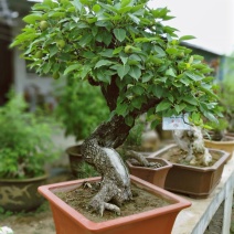 黑松紫薇