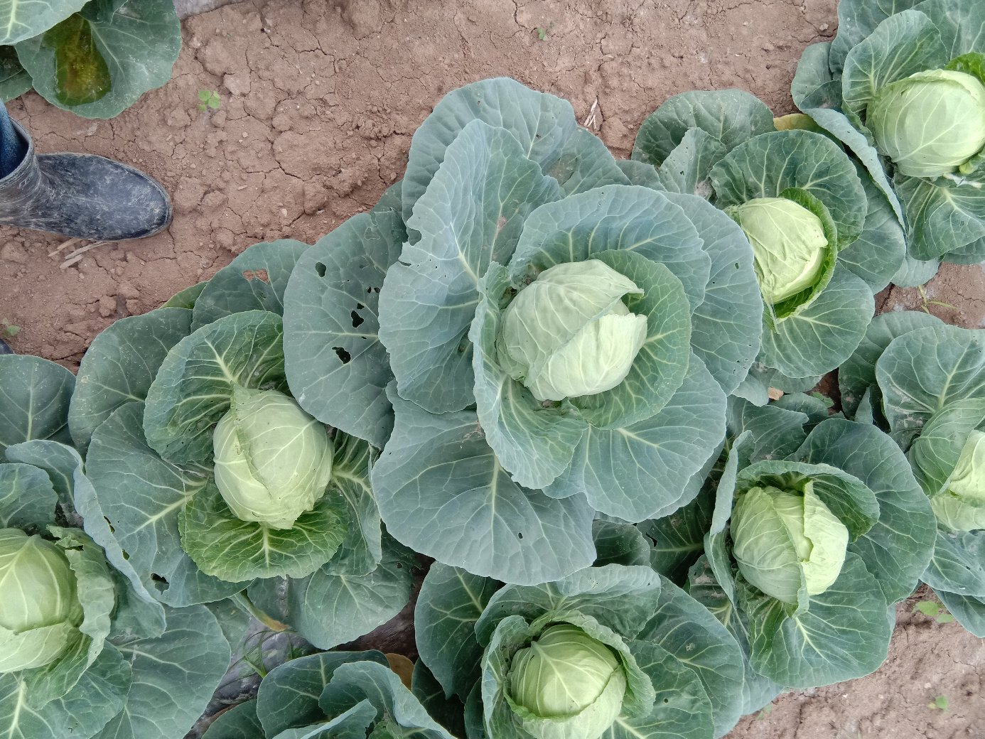 一片整齐生长的中甘甘蓝田块,植株呈标准莲座状,叶片深绿带蜡粉,叶球已初步形成,外叶挺立,田间无明显病害斑点,背景为华北平原典型春季农田环境 中甘甘蓝田间生长状态