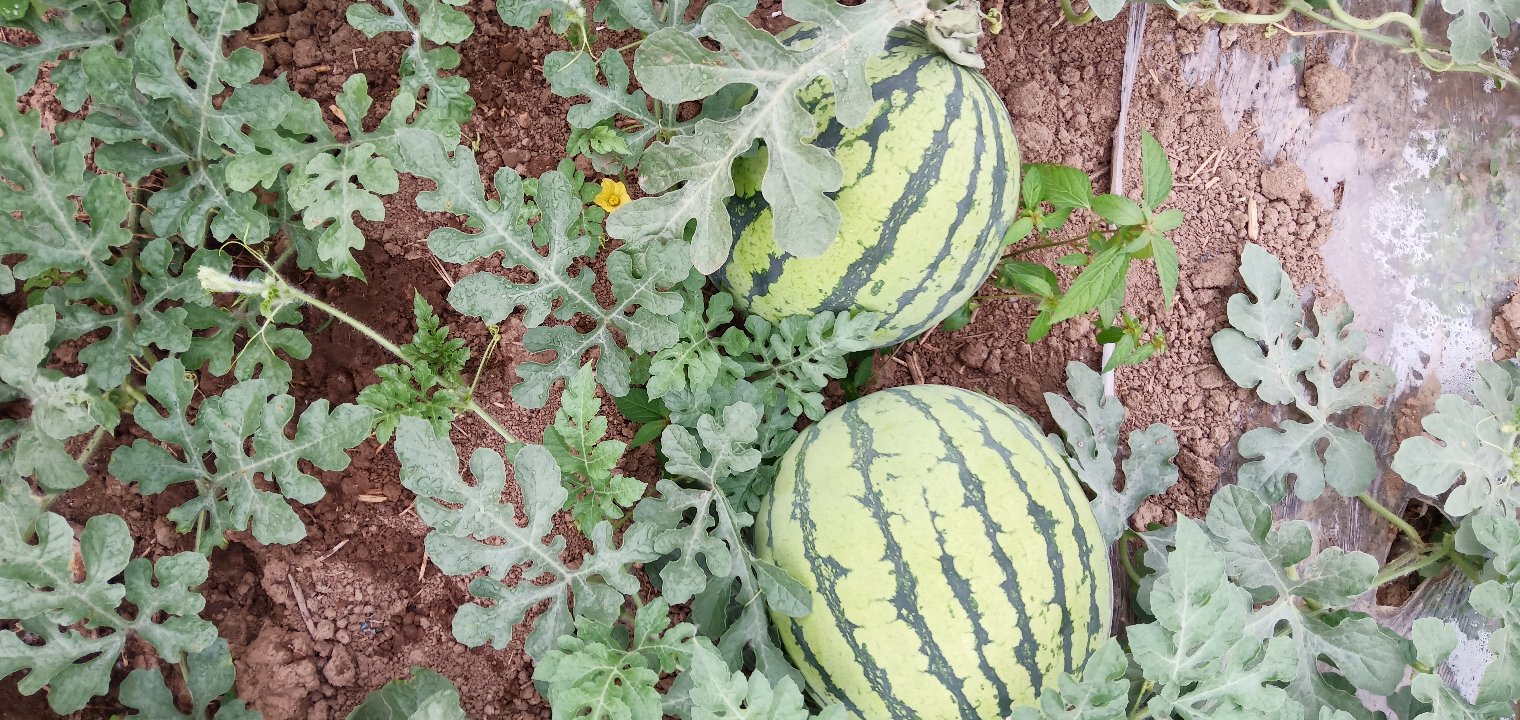 广东省伊丽莎白甜瓜三大主产县区卫星地图标注:佛山南海里水镇(红色标记)、江门新会大鳌镇(蓝色标记)、肇庆高要金利镇(绿色标记),背景叠加土壤类型与年均温等值线,突出生态适配性 广东伊丽莎白甜瓜核心产区地理分布图