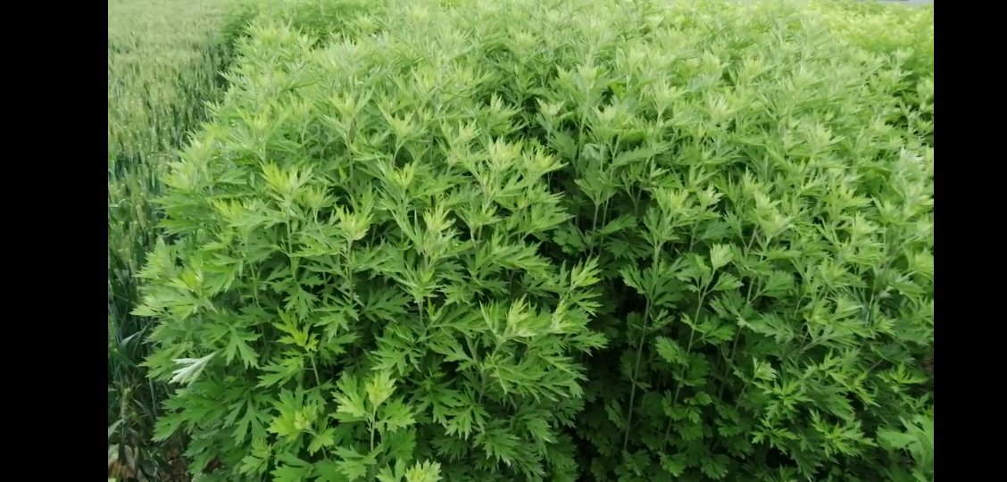 艾叶在田间生长图