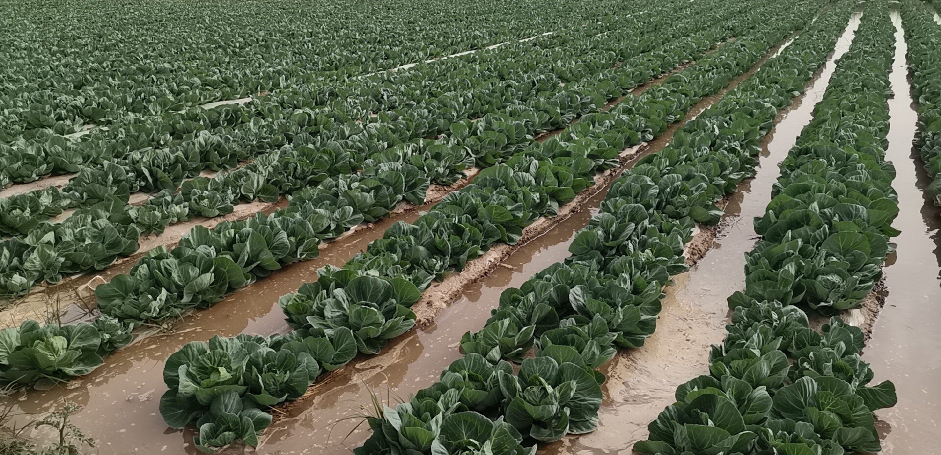 中甘甘蓝田间种植图