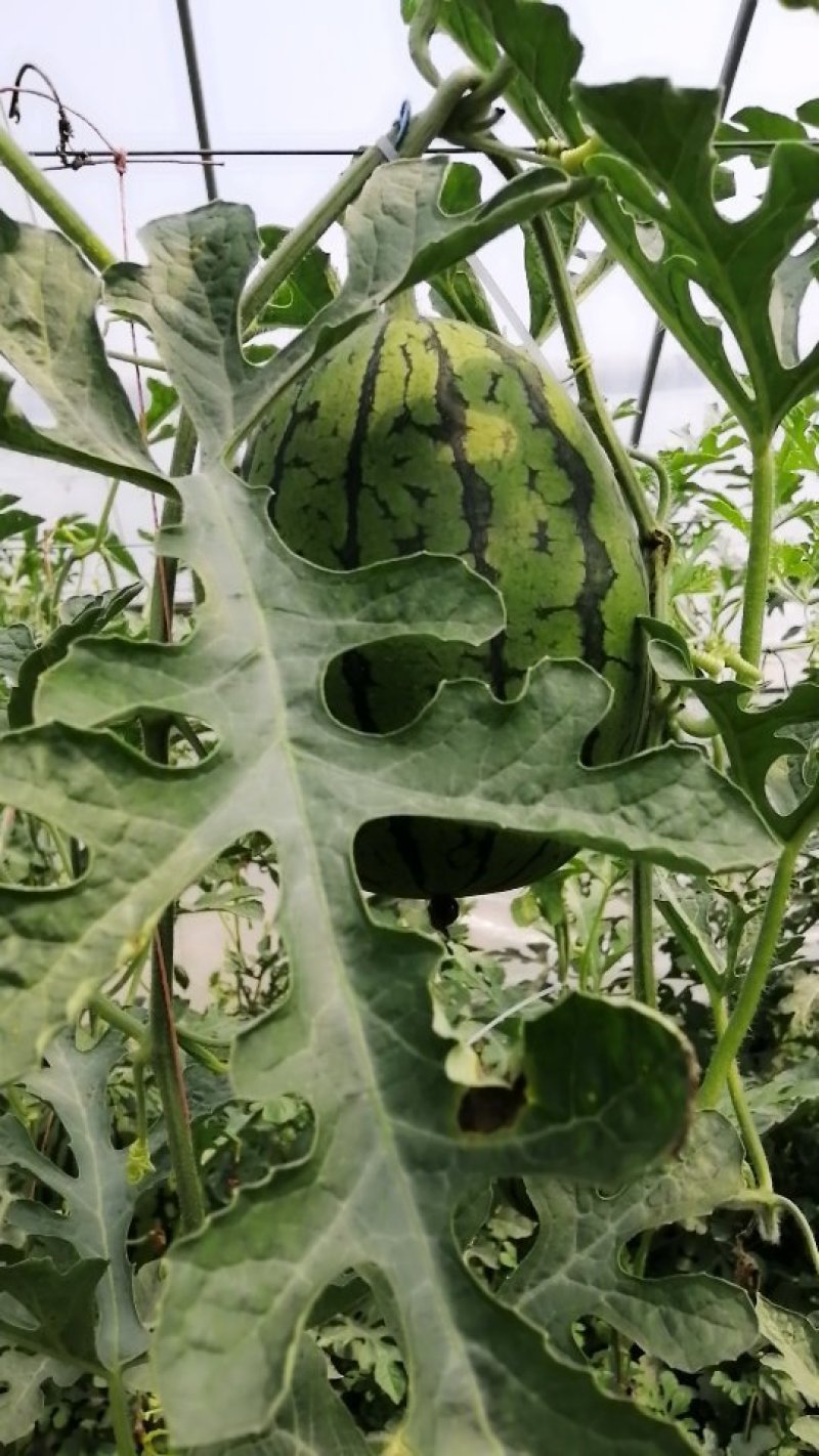 礼品西瓜(西瓜王子)