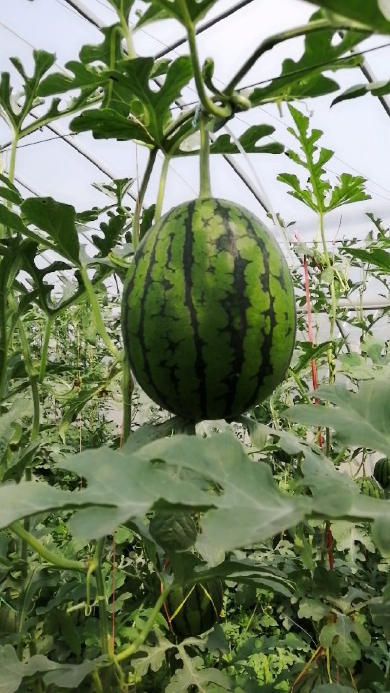 礼品西瓜(西瓜王子)