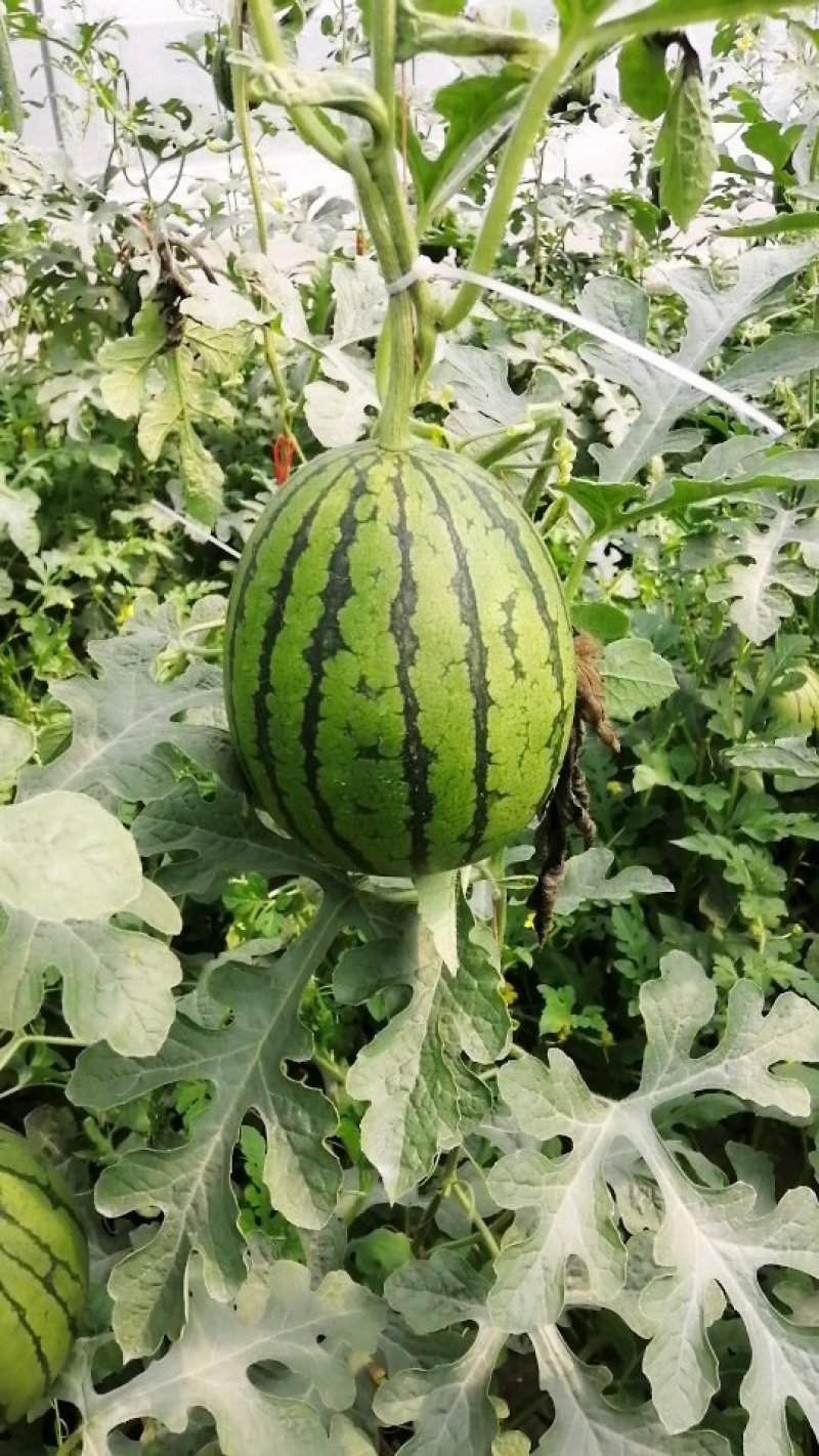 礼品西瓜(西瓜王子)