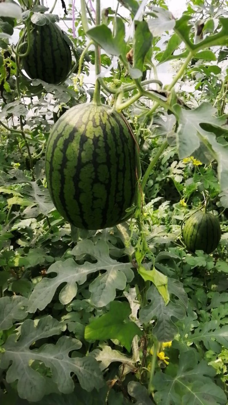 礼品西瓜(西瓜王子)