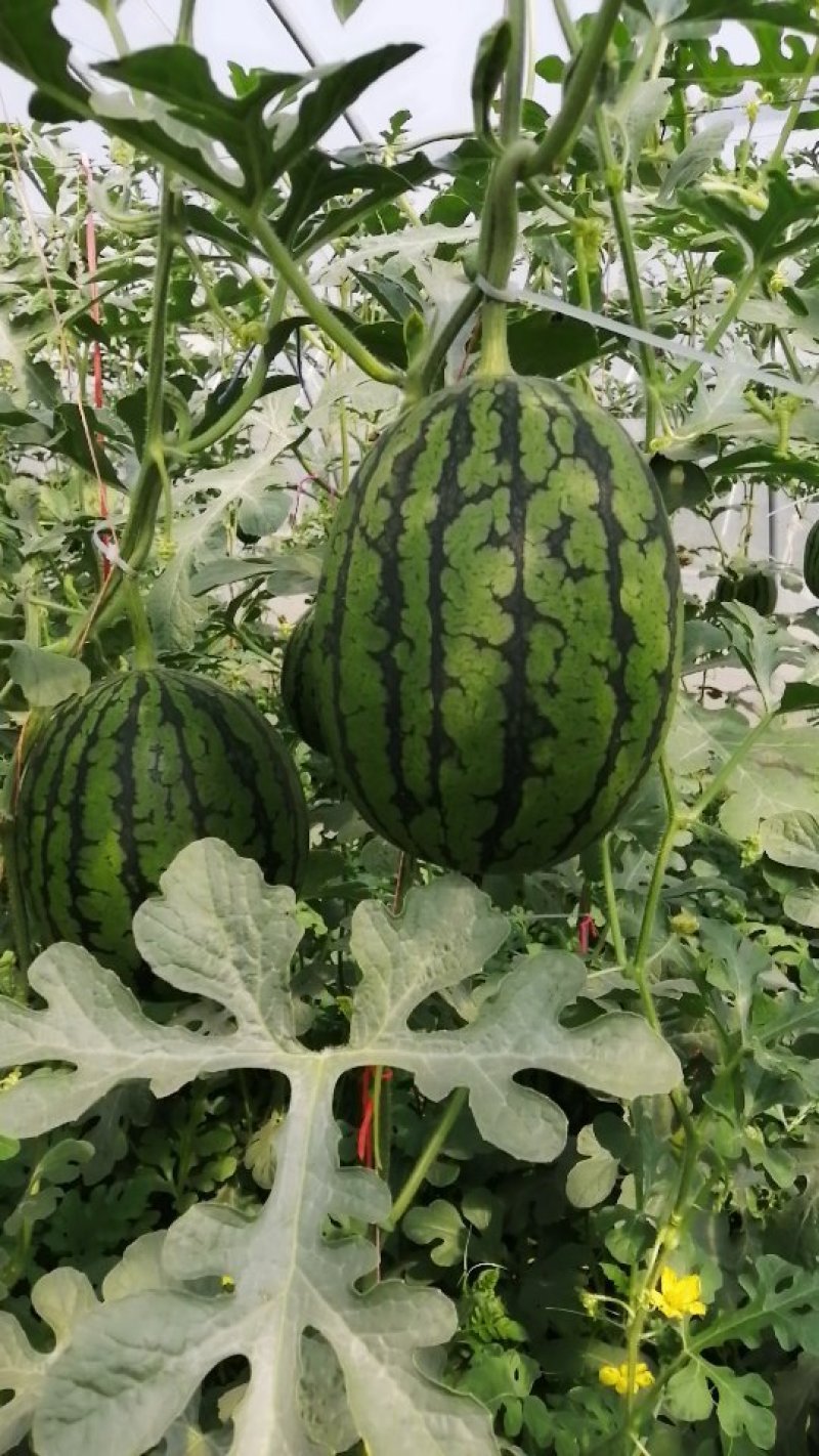 礼品西瓜(西瓜王子)