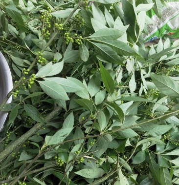 新鲜山胡椒山胡椒酱