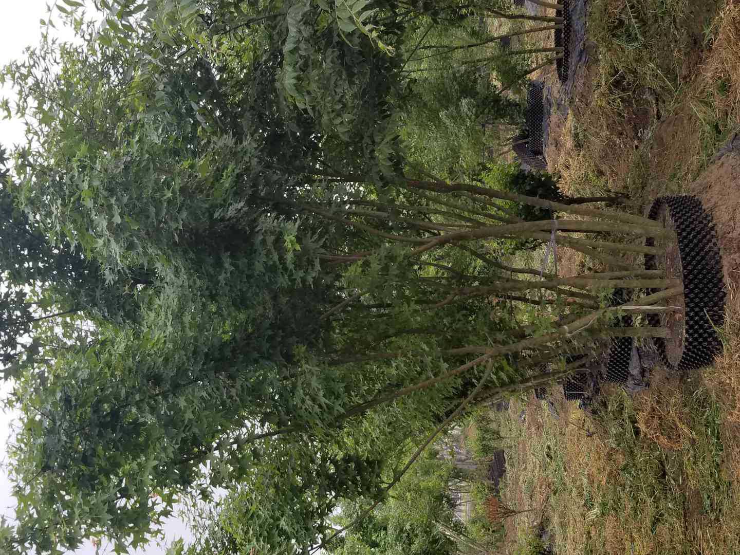 展示一株生长良好的矮干五角枫,树冠紧凑,叶片呈秋季典型红色 矮干五角枫全景图