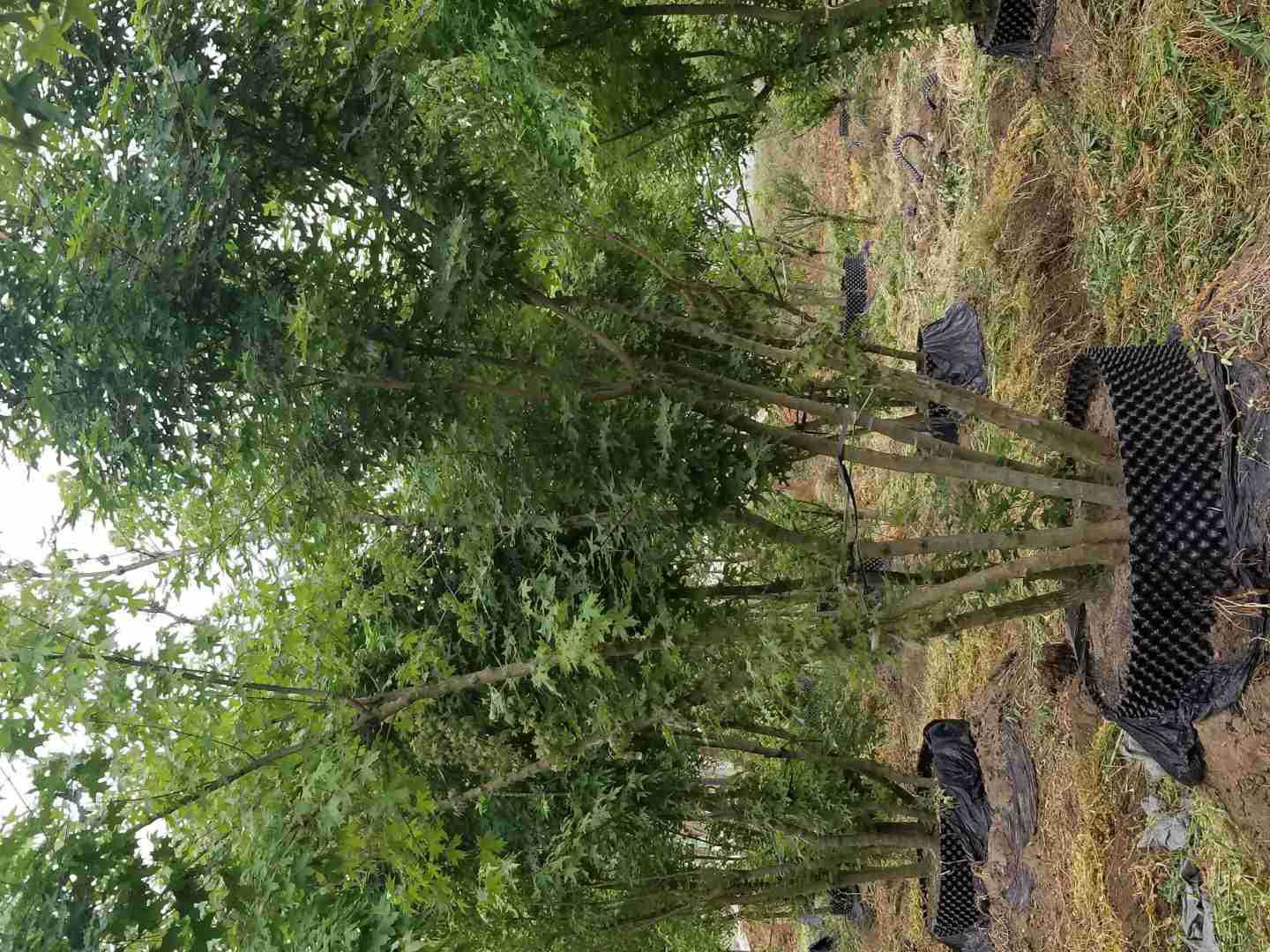 五角枫盆栽在阳台养护场景