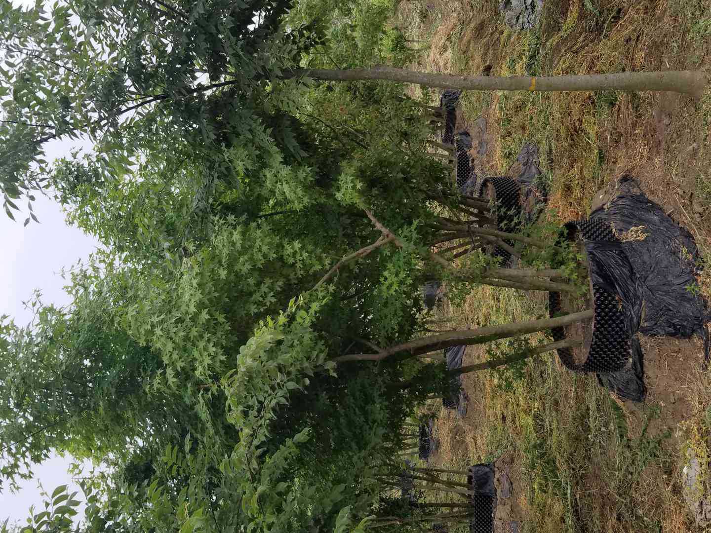 一株三年生五角枫在夏季茂盛生长,叶片掌状五裂,绿色光亮,树冠匀称,周围有滴灌设施,地面覆盖黑色地膜以抑制杂草并保湿 五角枫夏季生长状态