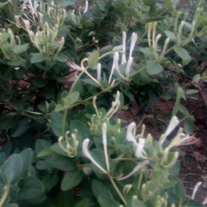 蓟州区金银花价格行情走势 - 一亩田