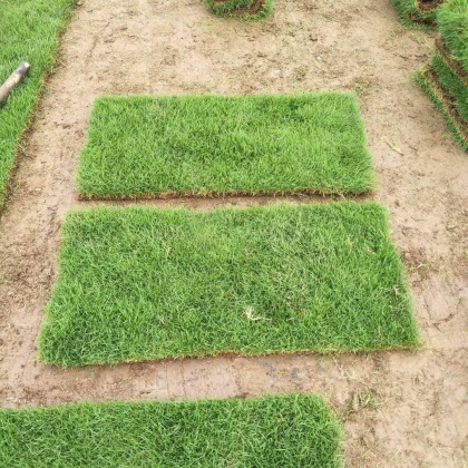 江西九江柴桑区兰引三号草皮价格行情走势 - 一亩田